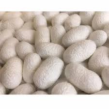 Silkworm Cocoons